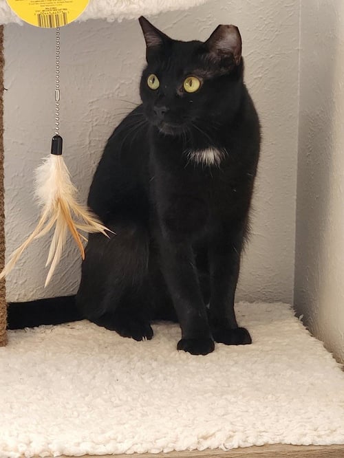 ALICE - Domestic Short Hair / Domestic Short Hair available for adoption