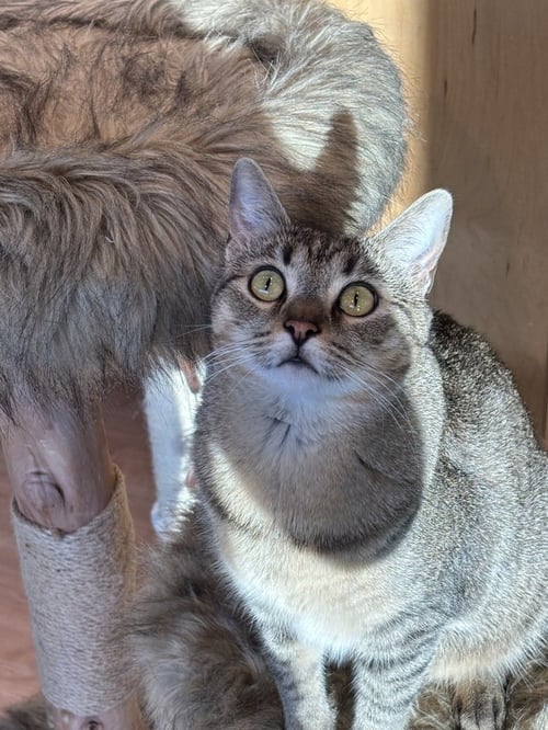 AMBER - Domestic Short Hair / Domestic Short Hair available for adoption