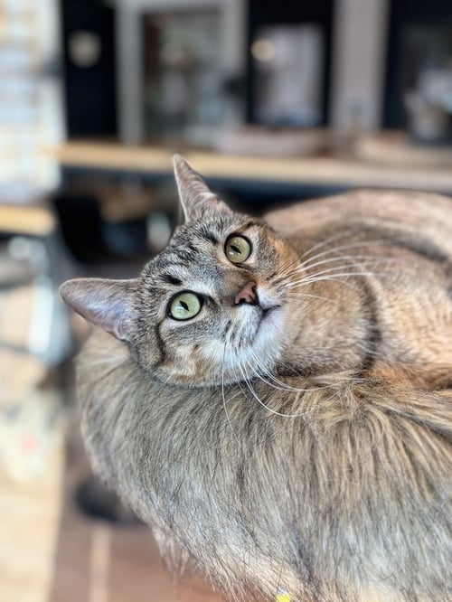 AMBER - Domestic Short Hair / Domestic Short Hair available for adoption