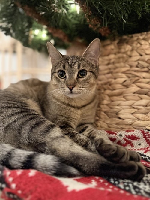 AMBER - Domestic Short Hair / Domestic Short Hair available for adoption