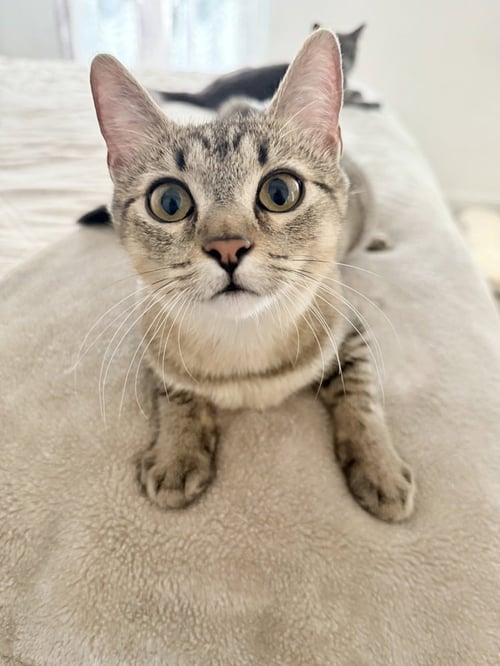 AMBER - Domestic Short Hair / Domestic Short Hair available for adoption
