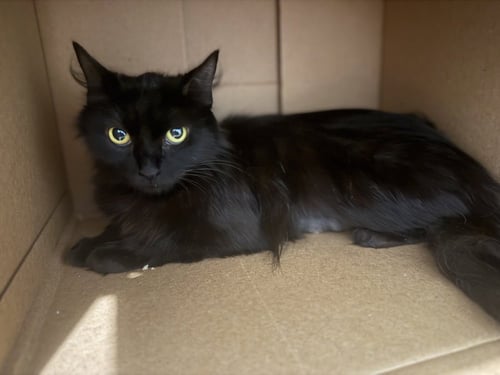 SIERRA MIST - Domestic Long Hair / Domestic Long Hair available for adoption