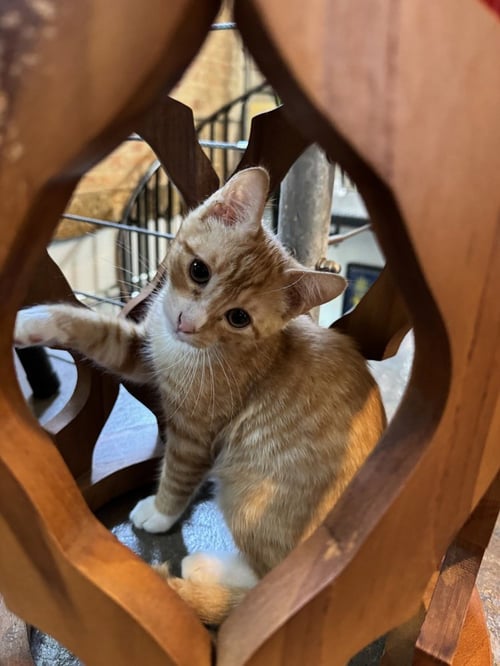 GOL - Domestic Short Hair / Domestic Short Hair available for adoption