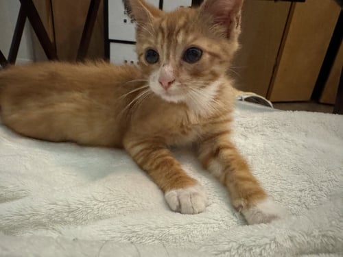 GOL - Domestic Short Hair / Domestic Short Hair available for adoption