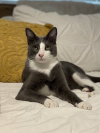 Remy - Photo 3
