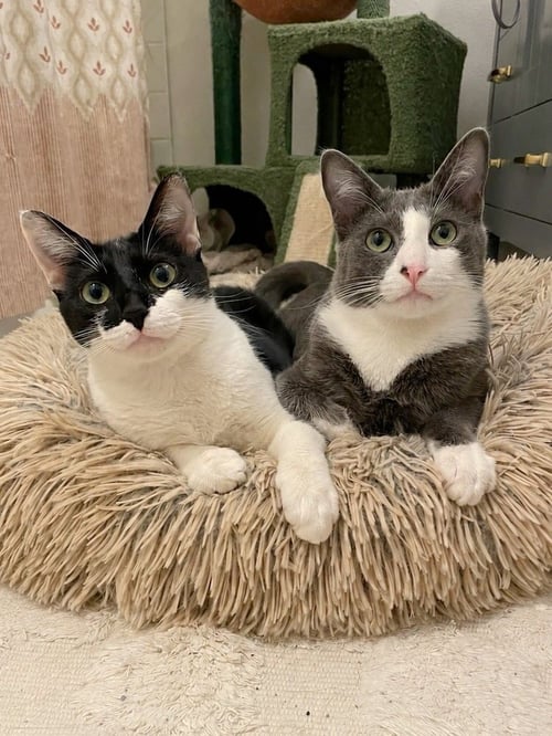 REMY - Domestic Short Hair / Domestic Short Hair available for adoption