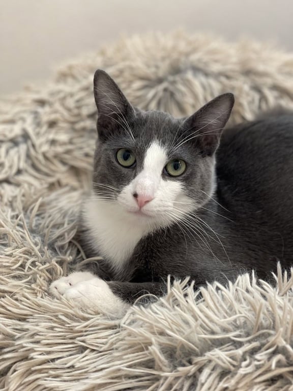 Remy Image