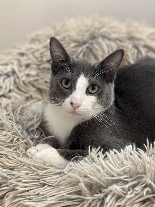 REMY - Domestic Short Hair / Domestic Short Hair available for adoption