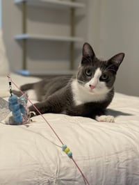 Remy - Photo 4