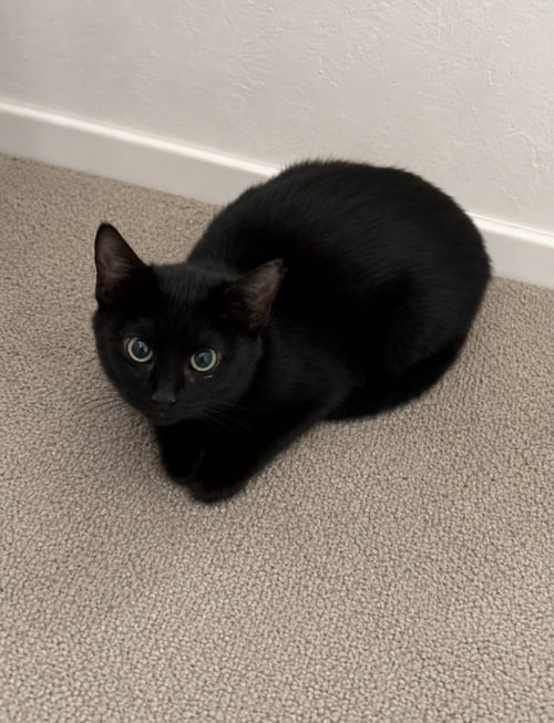 AVA - Domestic Short Hair / Domestic Short Hair available for adoption
