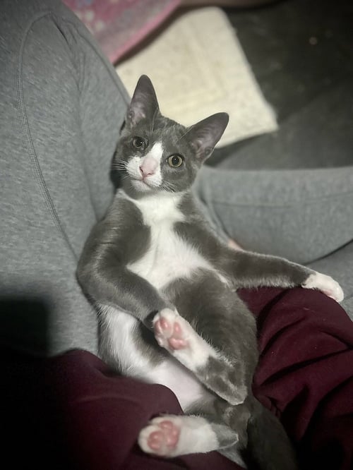 HOTH - Domestic Short Hair / Domestic Short Hair available for adoption