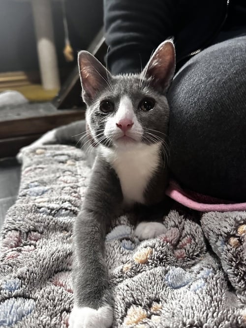HOTH - Domestic Short Hair / Domestic Short Hair available for adoption