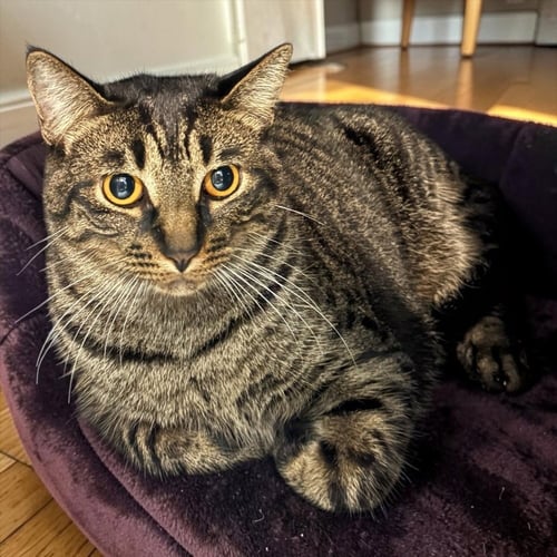 BERT THE CHIMNEY SWEEP - Domestic Short Hair / Domestic Short Hair available for adoption