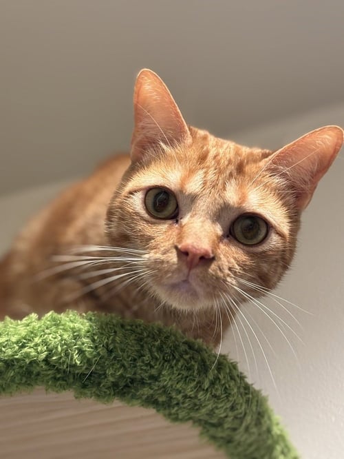 RALFE - Domestic Short Hair / Domestic Short Hair available for adoption