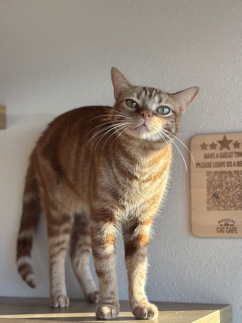 RALFE - Domestic Short Hair / Domestic Short Hair available for adoption