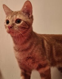 Ralfe - Photo 3