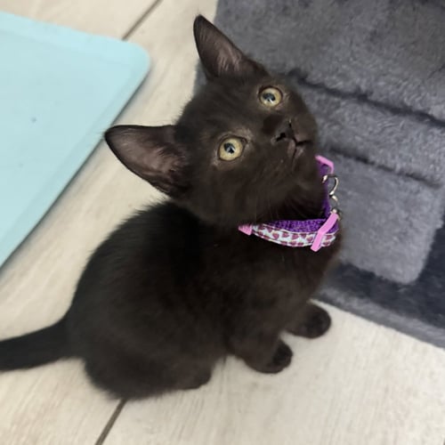 PERIWINKLE - Domestic Short Hair / Domestic Short Hair available for adoption