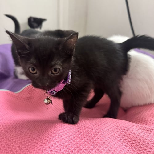 PERIWINKLE - Domestic Short Hair / Domestic Short Hair available for adoption