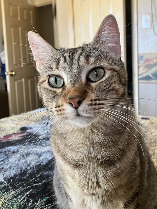 RIKA - Domestic Short Hair / Domestic Short Hair available for adoption