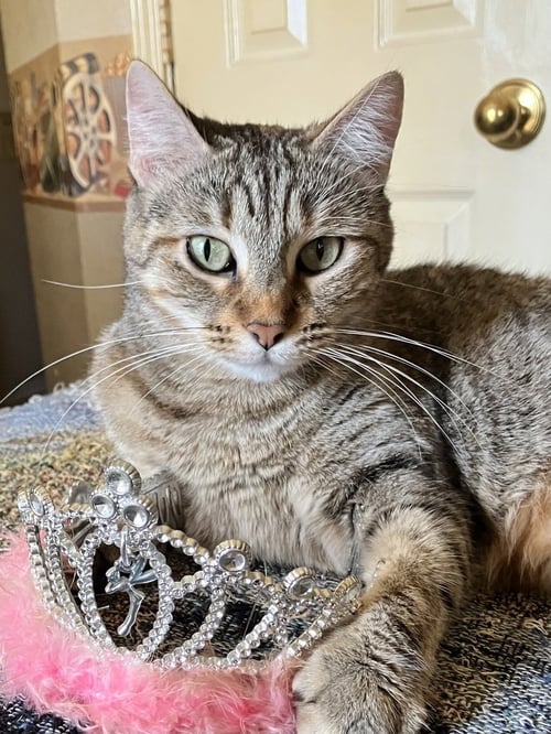 RIKA - Domestic Short Hair / Domestic Short Hair available for adoption
