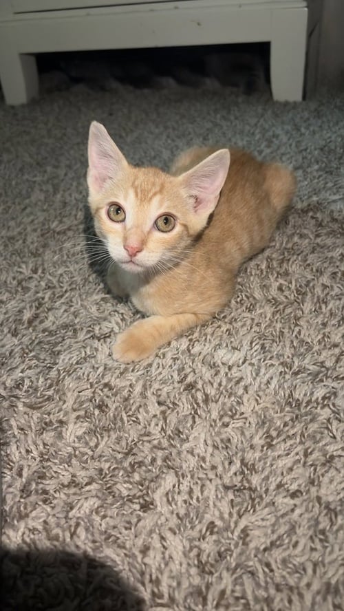 HARVEY - Domestic Short Hair / Domestic Short Hair available for adoption