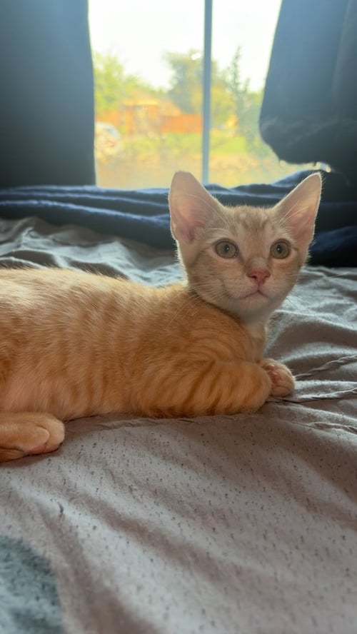 HARVEY - Domestic Short Hair / Domestic Short Hair available for adoption