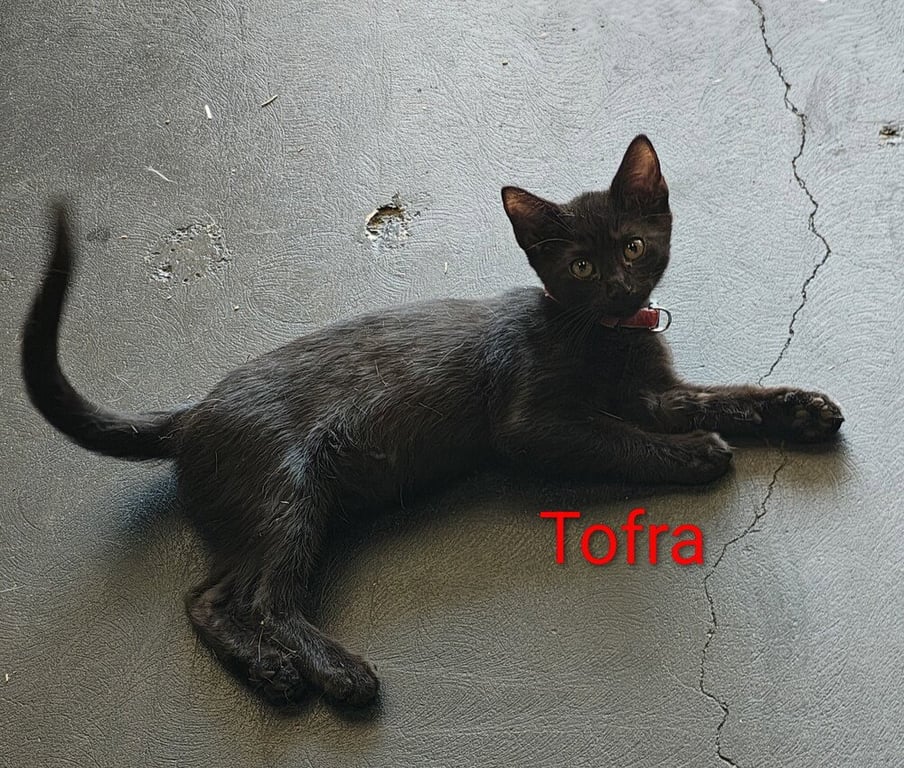 Tofra Image