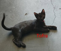 Tofra - Photo 1