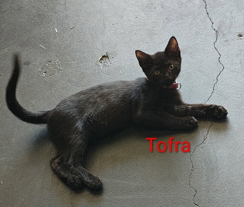 TOFRA - Domestic Short Hair / Domestic Short Hair available for adoption