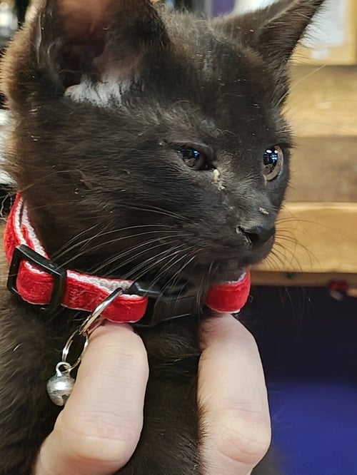 TOFRA - Domestic Short Hair / Domestic Short Hair available for adoption
