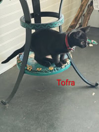 Tofra - Photo 3