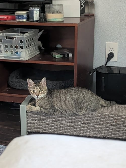 LITTLE DEBBIE - Domestic Short Hair / Domestic Short Hair available for adoption