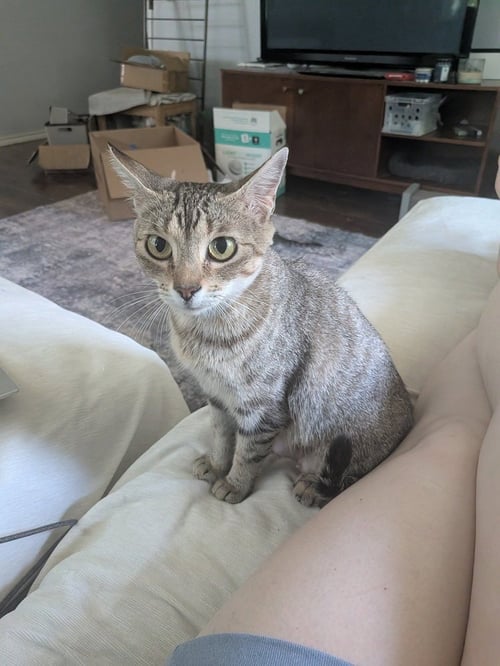 LITTLE DEBBIE - Domestic Short Hair / Domestic Short Hair available for adoption