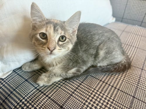 GIRL SCOUT - Calico / Domestic Short Hair available for adoption