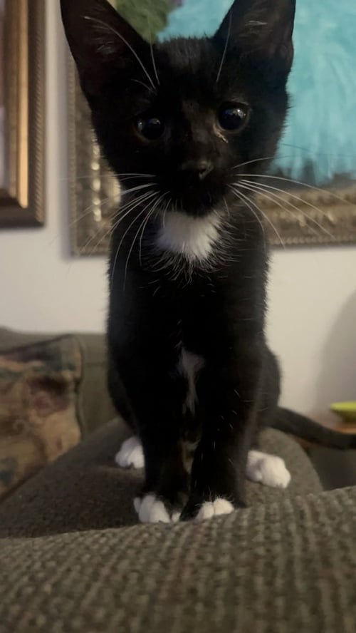 LUKE SKYWHISKER - Domestic Short Hair / Domestic Short Hair available for adoption