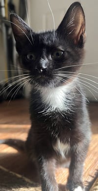 Luke Skywhisker - Photo 2