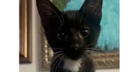Luke Skywhisker - Photo 1