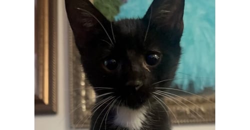 LUKE SKYWHISKER - Domestic Short Hair / Domestic Short Hair available for adoption