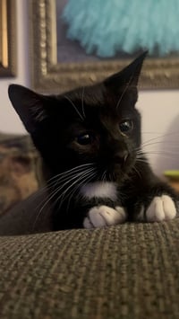 Luke Skywhisker - Photo 3