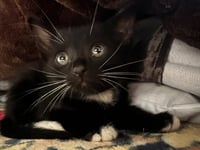 Luke Skywhisker - Photo 4