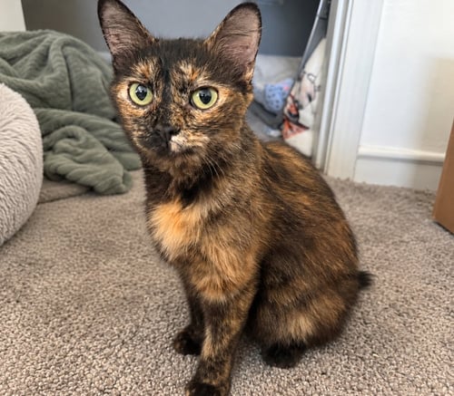 QUEEN CLARION - Domestic Short Hair / Domestic Medium Hair available for adoption