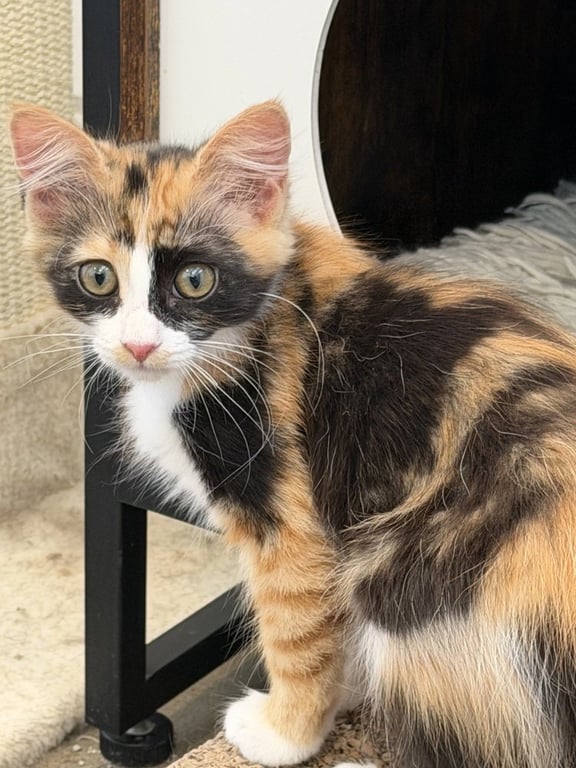Furrmiddable Fury Image