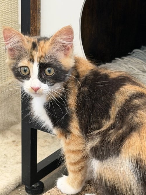 FURRMIDDABLE FURY - Calico / Domestic Medium Hair available for adoption