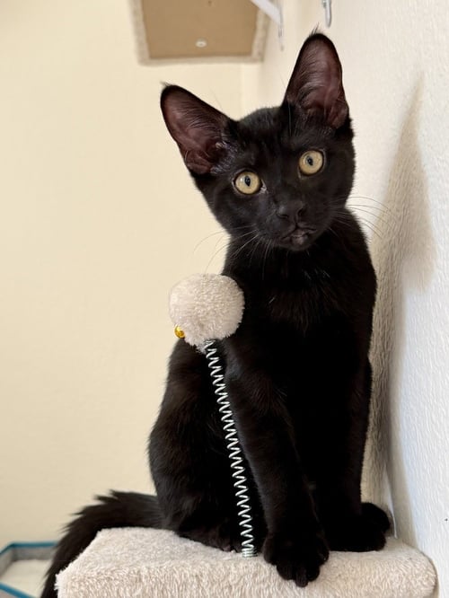 DORITOS LOCO - Domestic Short Hair / Domestic Short Hair available for adoption