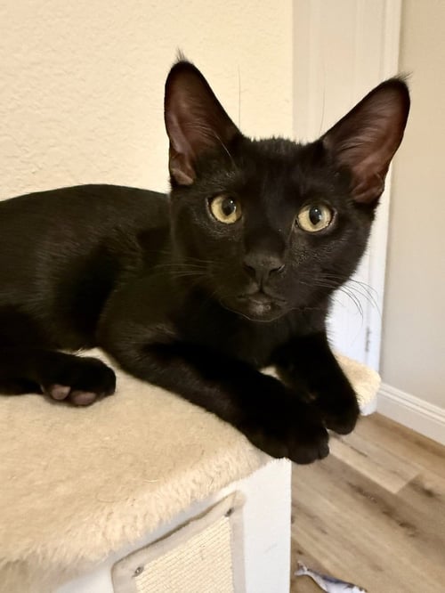 DORITOS LOCO - Domestic Short Hair / Domestic Short Hair available for adoption