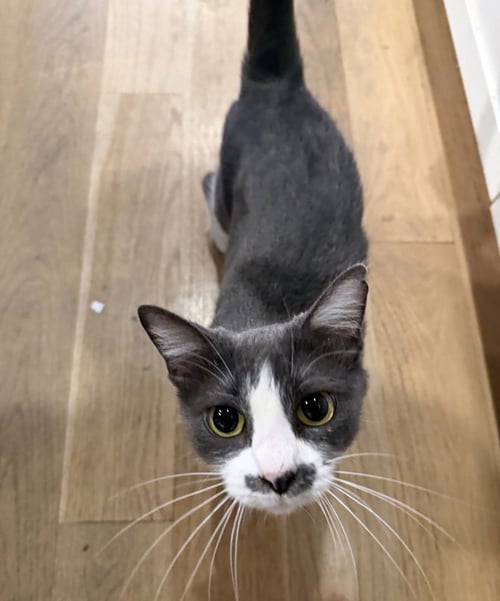 MRS. PAC-MAN - Domestic Medium Hair / Domestic Short Hair available for adoption