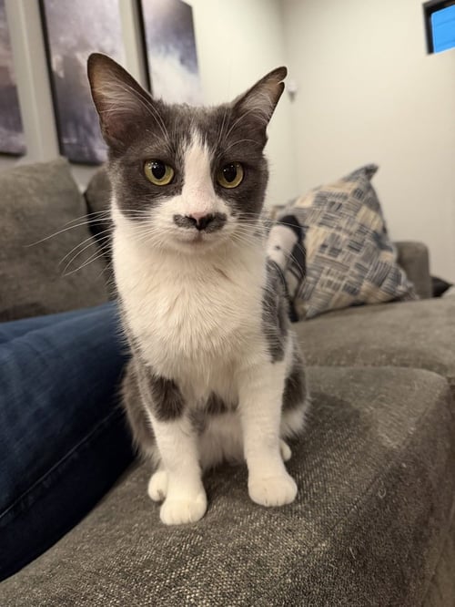 MRS. PAC-MAN - Domestic Medium Hair / Domestic Short Hair available for adoption