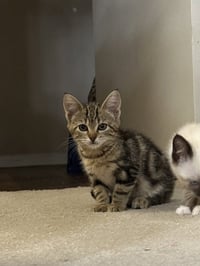 Suki - Photo 2