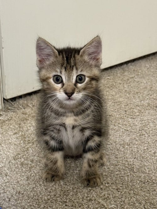 JUNIPER BUG - Domestic Short Hair / Domestic Short Hair available for adoption