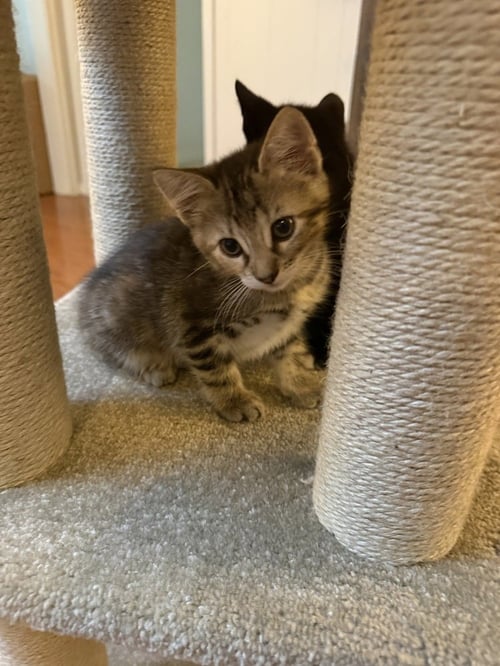 JUNIPER BUG - Domestic Short Hair / Domestic Short Hair available for adoption